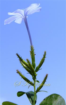  Inflorescence